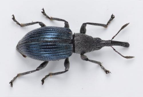 Aspidapion validum